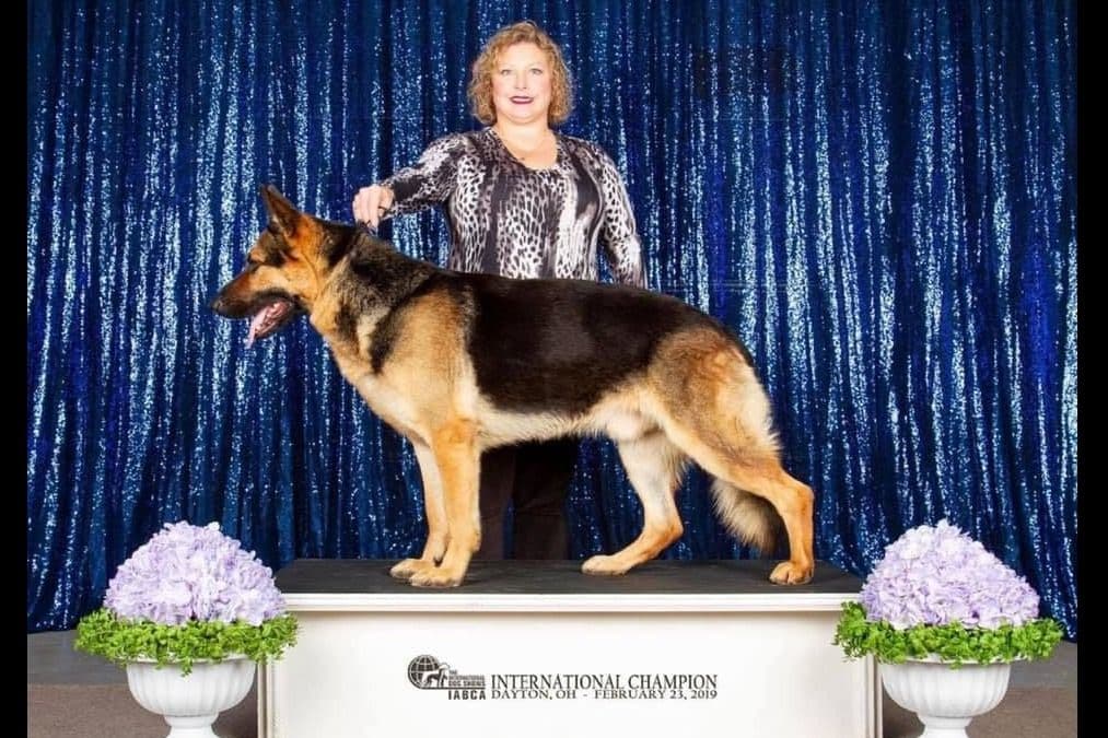 German Shepherd Dog Puppies breeder image 6