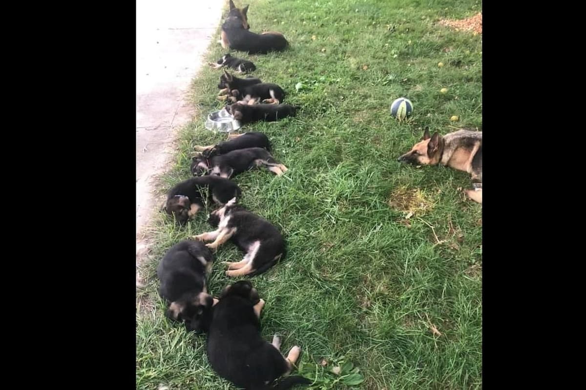 German Shepherd Dog Puppies breeder image 7