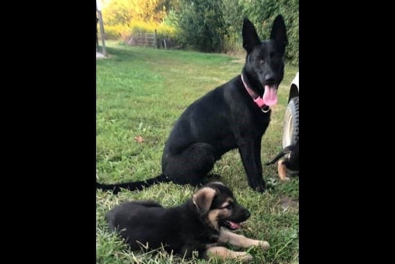 German Shepherd Dog Puppies breeder image 9
