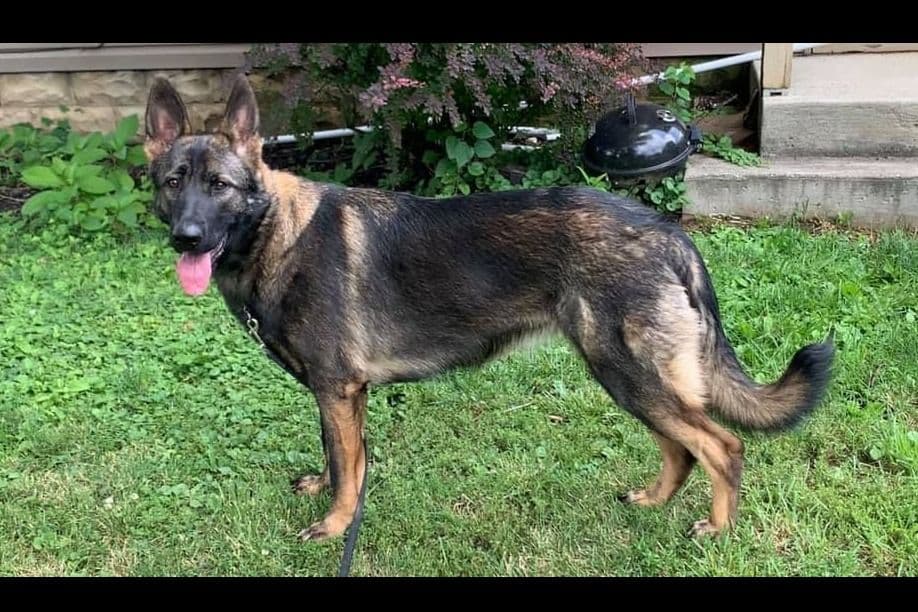 German Shepherd Dog Puppies breeder image 10