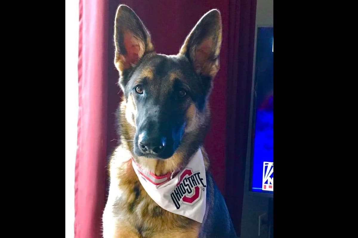 German Shepherd Dog Puppies breeder image 12
