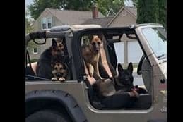 German Shepherd Dog Puppies breeder image 13