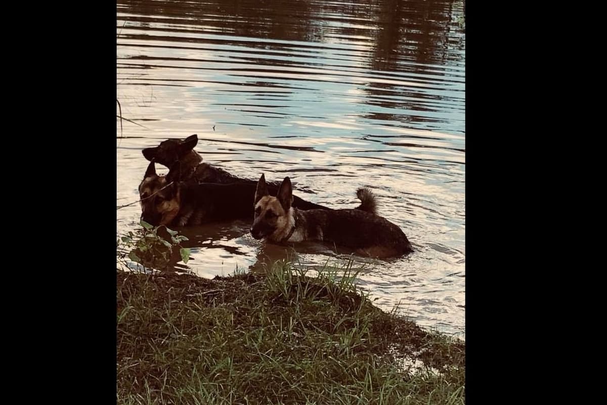 German Shepherd Dog Puppies breeder image 14