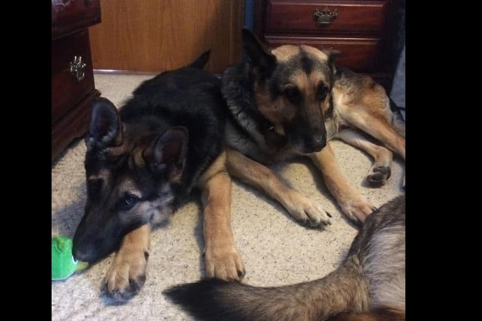 German Shepherd Dog Puppies breeder image 15