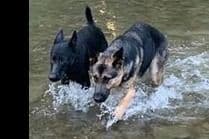 German Shepherd Dog Puppies breeder image 17
