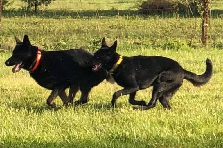 German Shepherd Dog Puppies breeder image 18