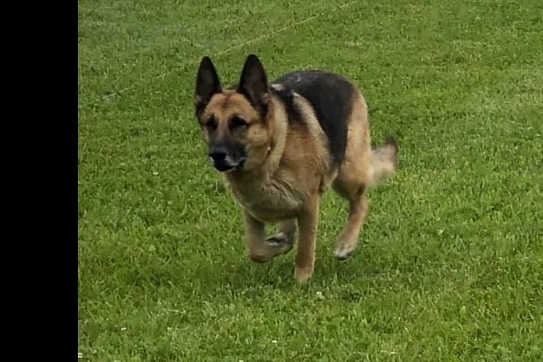 German Shepherd Dog Puppies breeder image 19