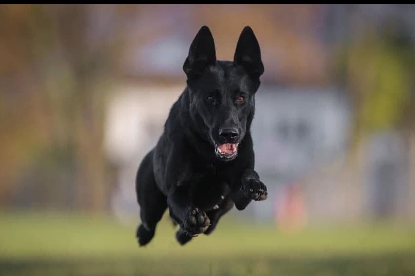 German Shepherd Dog Puppies breeder image 1