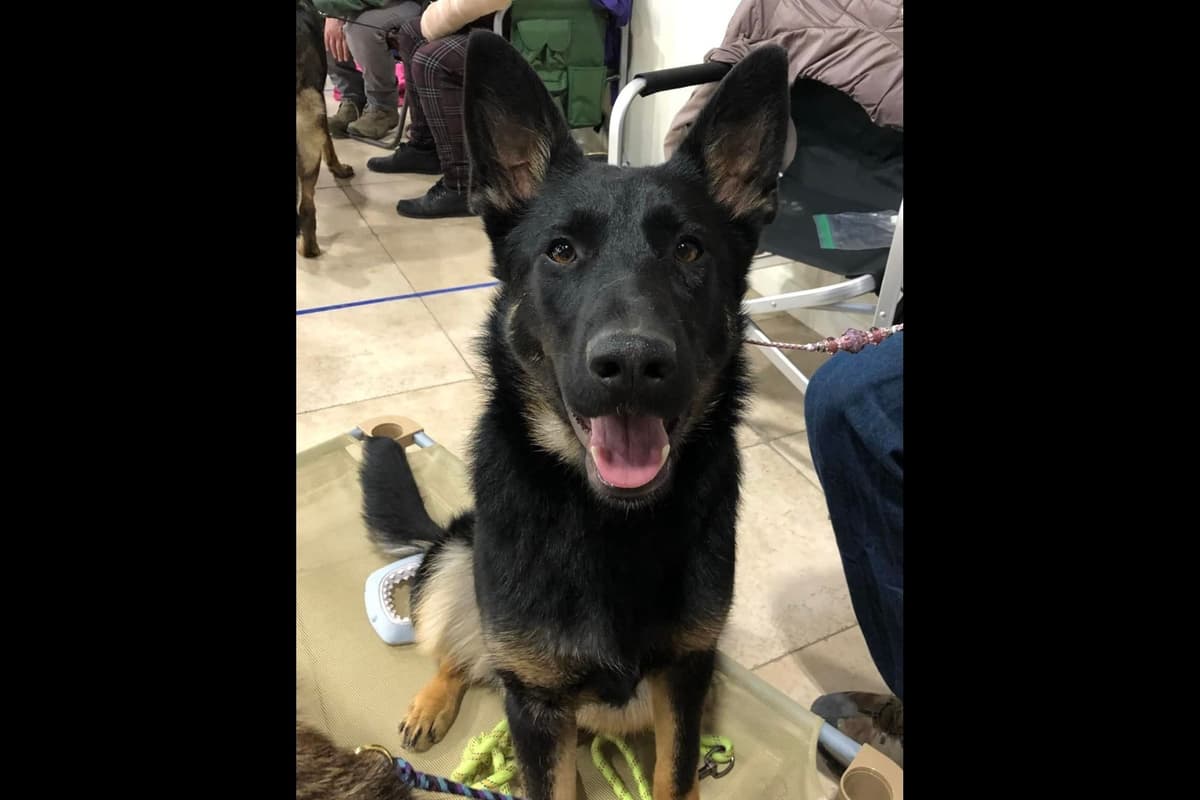 German Shepherd Dog Puppies breeder image 23