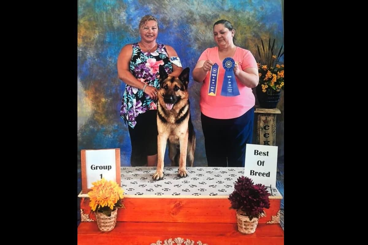 German Shepherd Dog Puppies breeder image 24