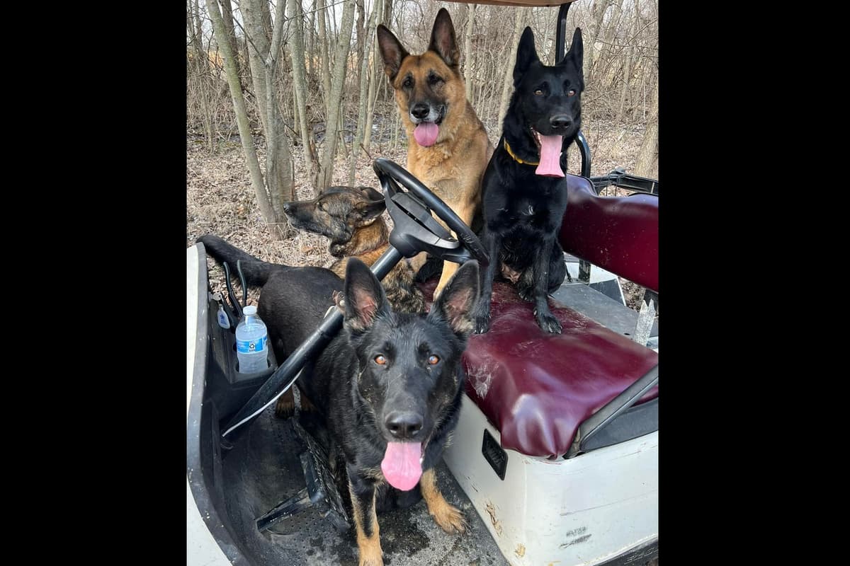 German Shepherd Dog Puppies breeder image 25
