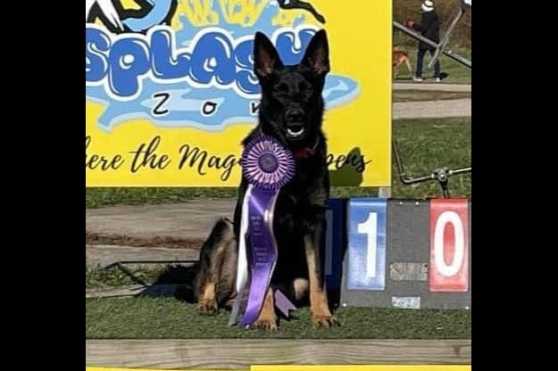 German Shepherd Dog Puppies breeder image 27