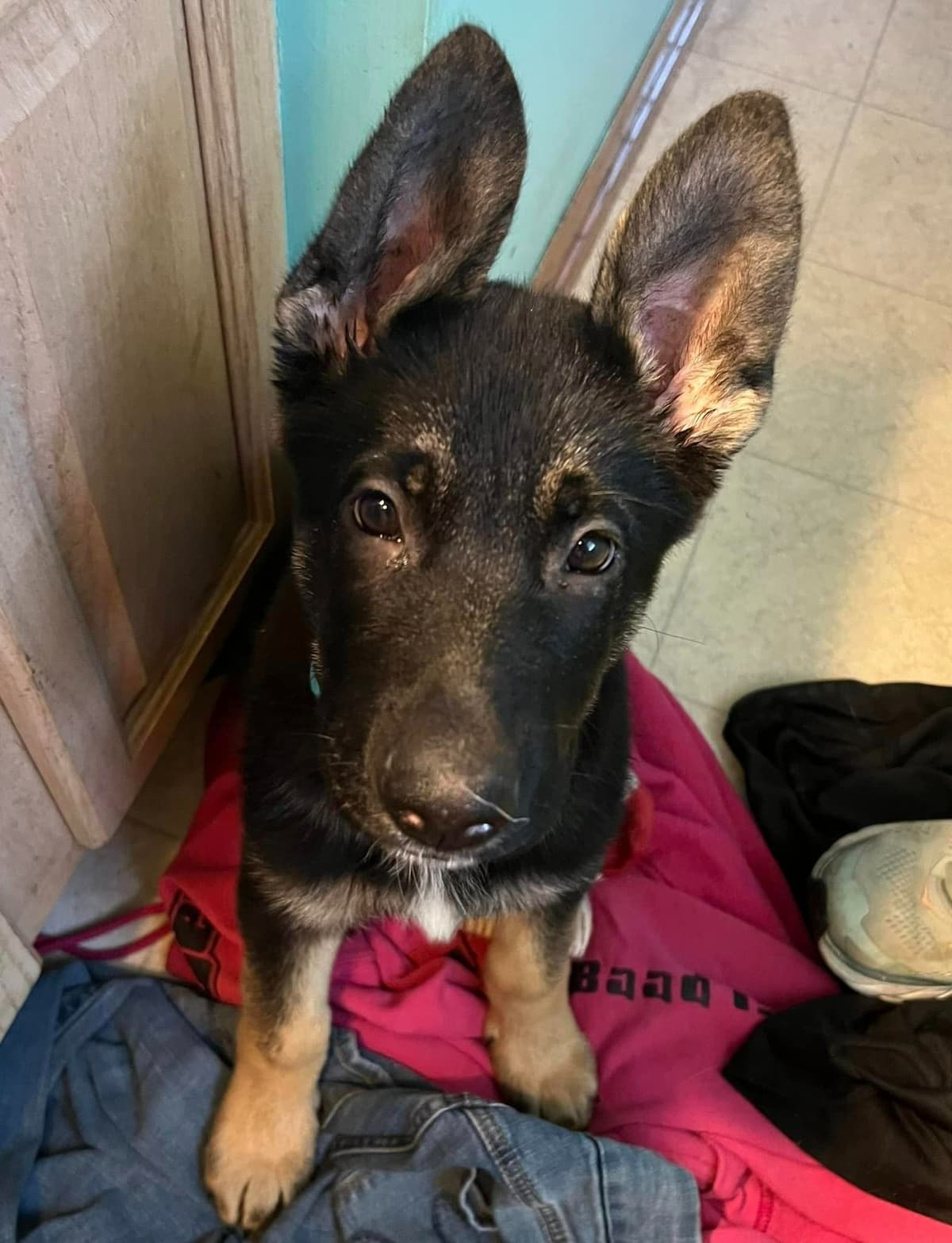 German Shepherd Dog Puppies breeder image 28