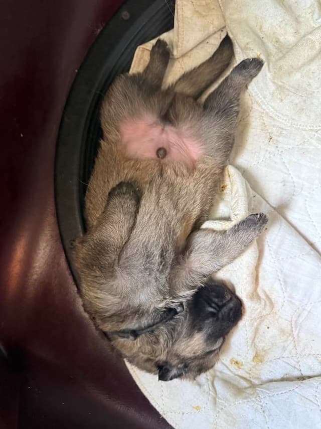 German Shepherd Dog Puppies media 2