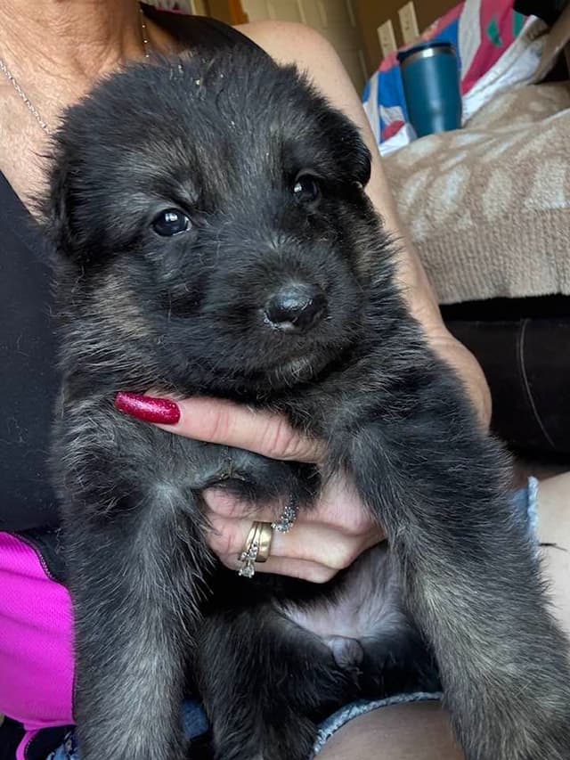 German Shepherd Dog Puppies media 3