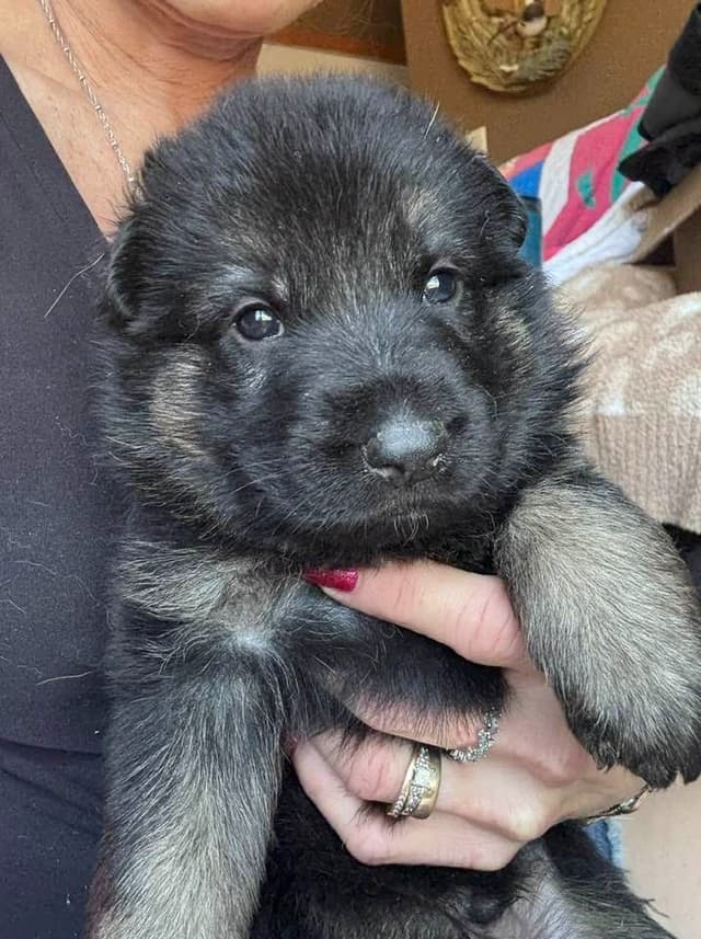 German Shepherd Dog Puppies media 4