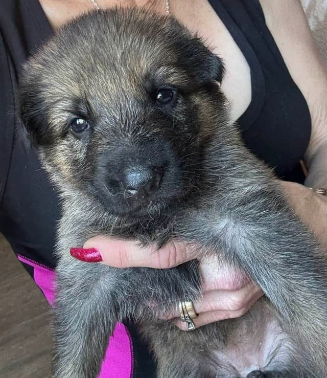 German Shepherd Dog Puppies media 6