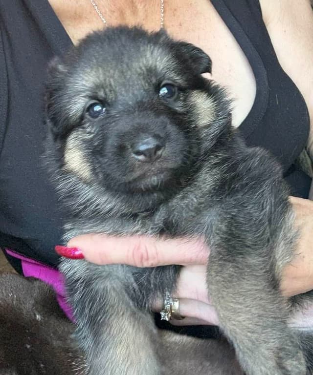 German Shepherd Dog Puppies media 7