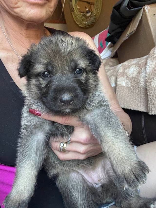 German Shepherd Dog Puppies media 8