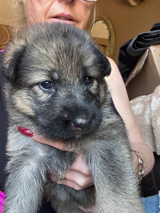German Shepherd Dog Puppies media 9