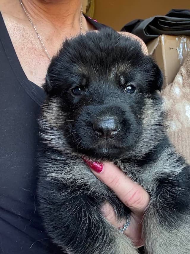 German Shepherd Dog Puppies media 10