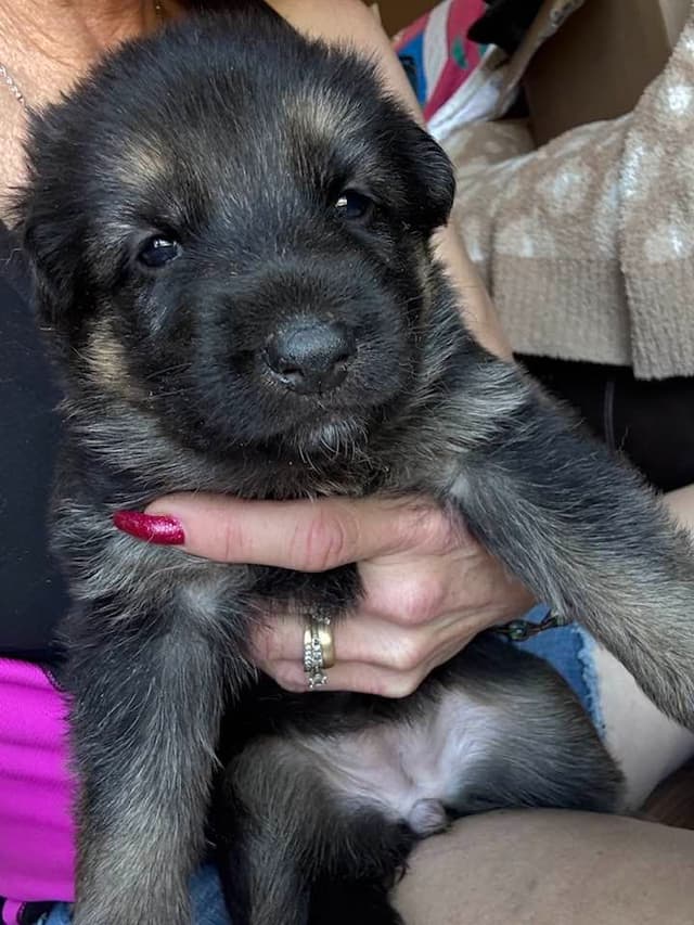 German Shepherd Dog Puppies media 11