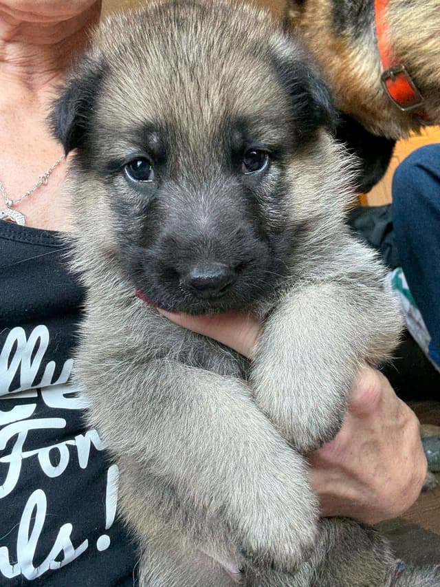 German Shepherd Dog Puppies media 12