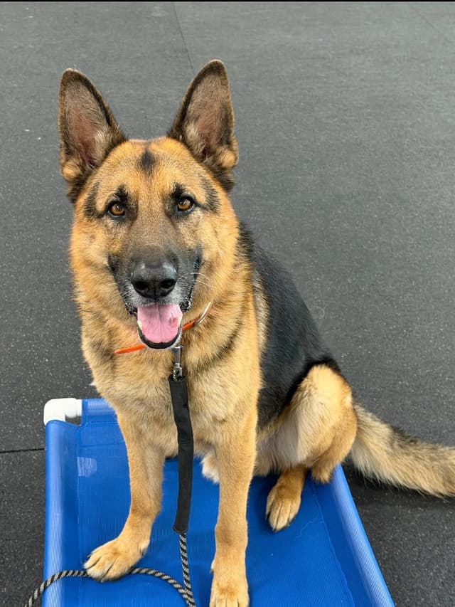 German Shepherd Dog Puppies media 15