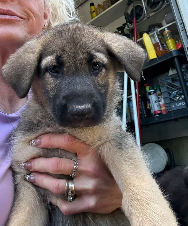 German Shepherd Dog Puppies media 16