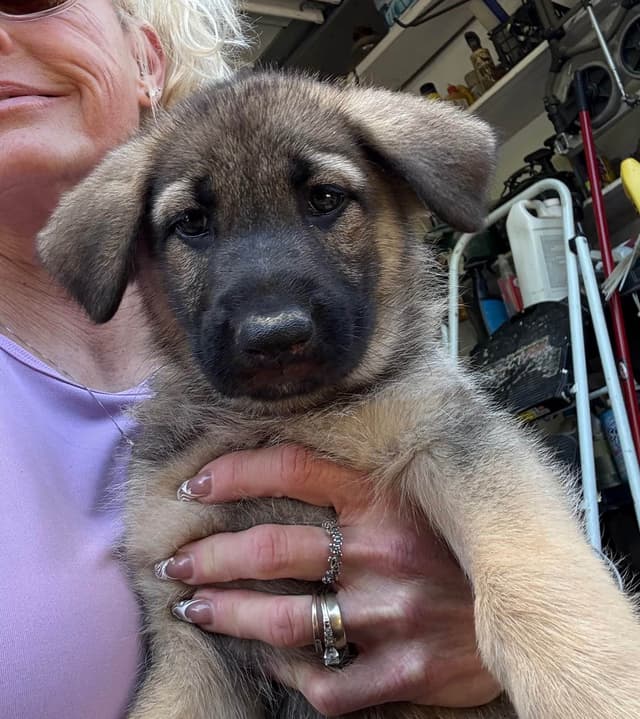 German Shepherd Dog Puppies media 17