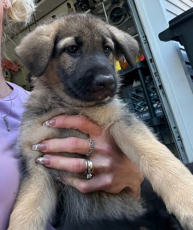 German Shepherd Dog Puppies media 18
