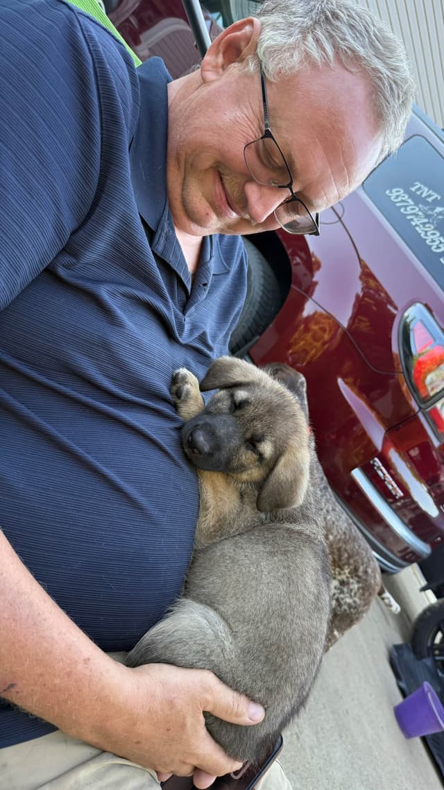 German Shepherd Dog Puppies media 19