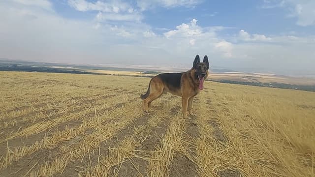 German Shepherd Dog Puppies media 2