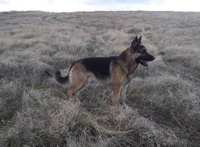 German Shepherd Dog Puppies media 3