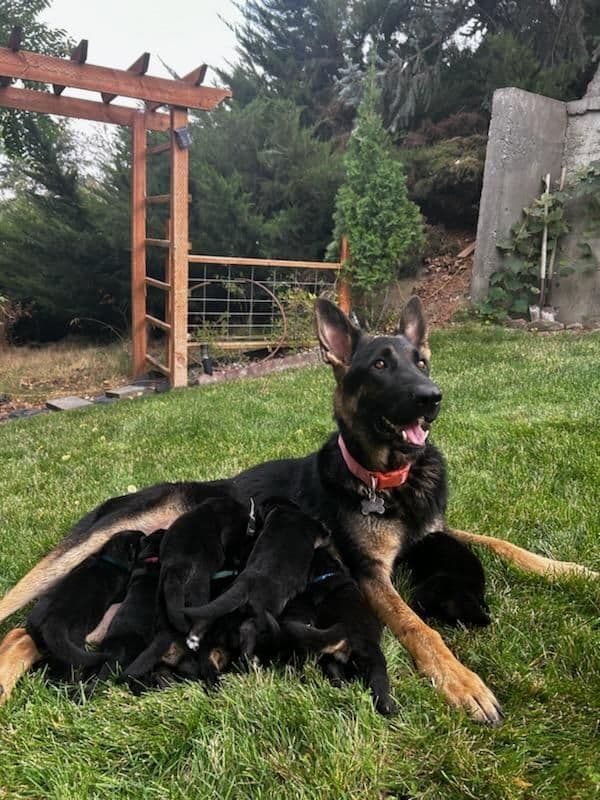 German Shepherd Dog Puppies media 4