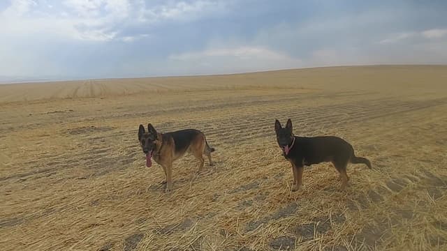 German Shepherd Dog Puppies media 5