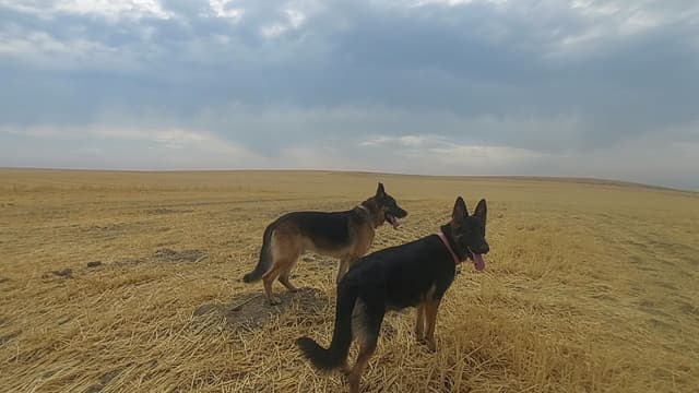 German Shepherd Dog Puppies media 6