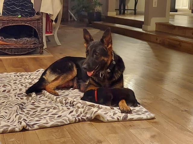 German Shepherd Dog Puppies media 7