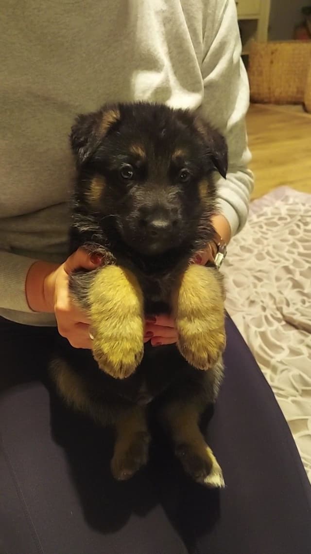 German Shepherd Dog Puppies media 8