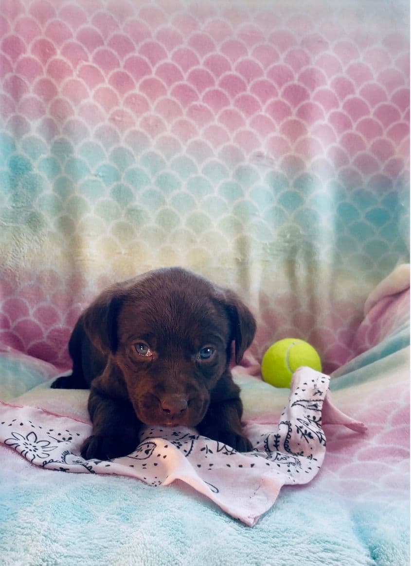 Labrador Retriever Puppies breeder image 1
