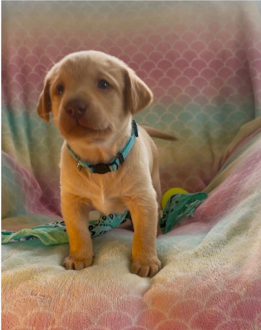 Labrador Retriever Puppies breeder image 2