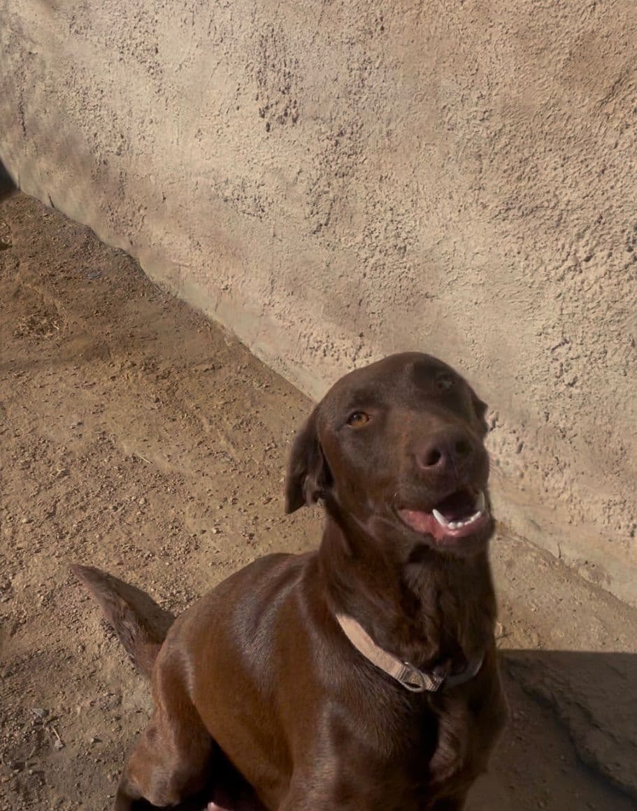 Labrador Retriever Puppies breeder image 5
