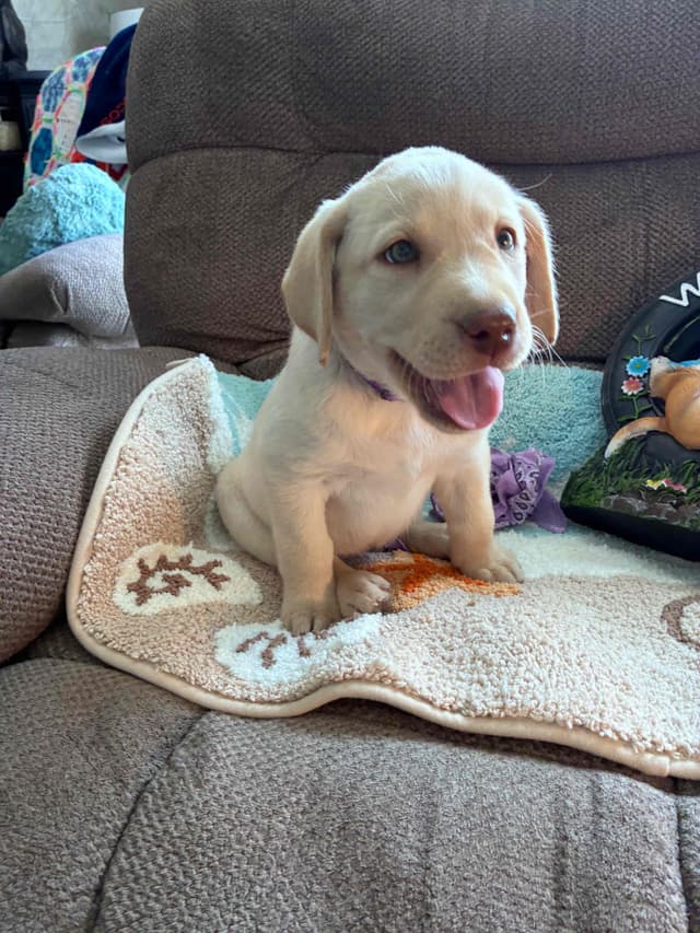 Labrador Retriever Puppies media 2