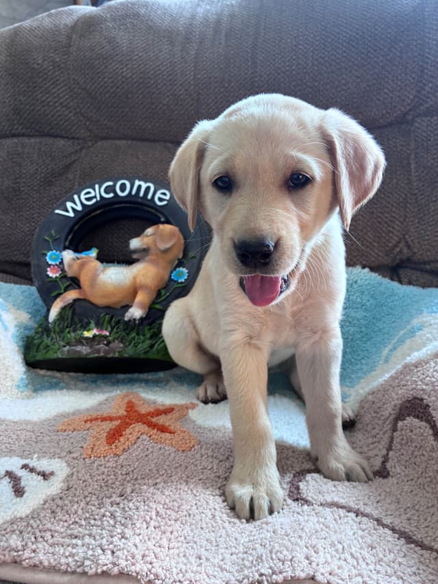 Labrador Retriever Puppies media 3