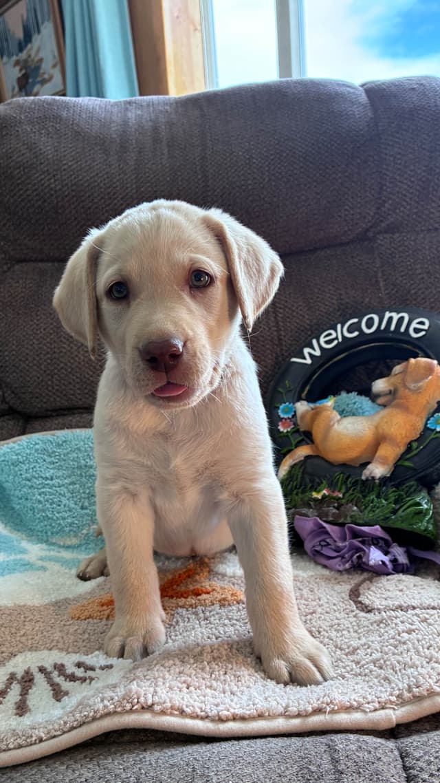 Labrador Retriever Puppies media 5