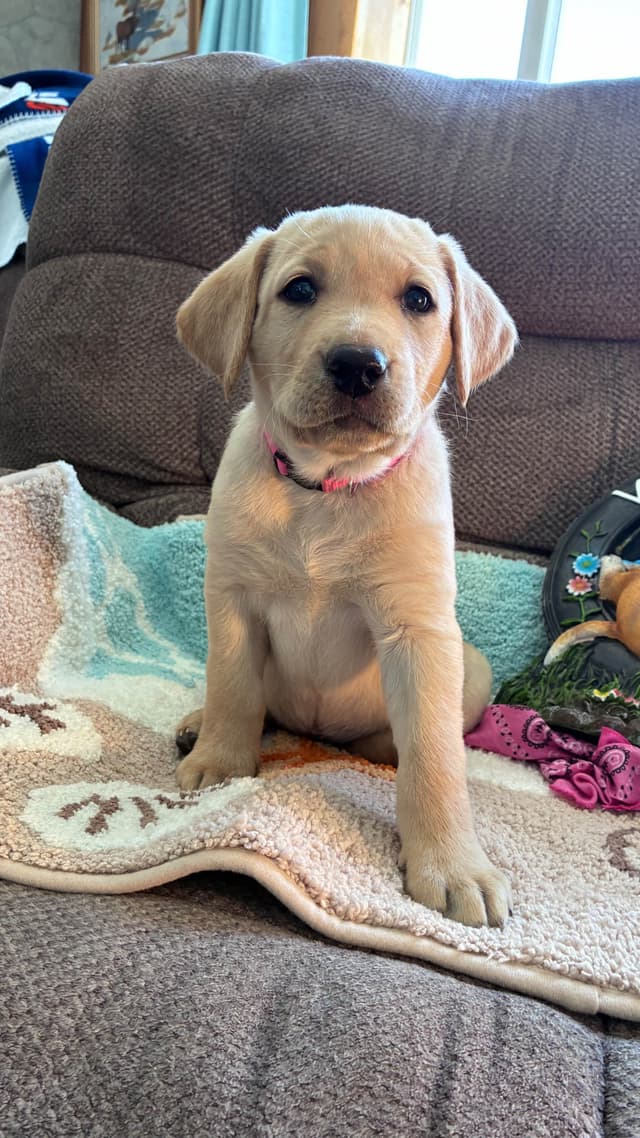 Labrador Retriever Puppies media 6