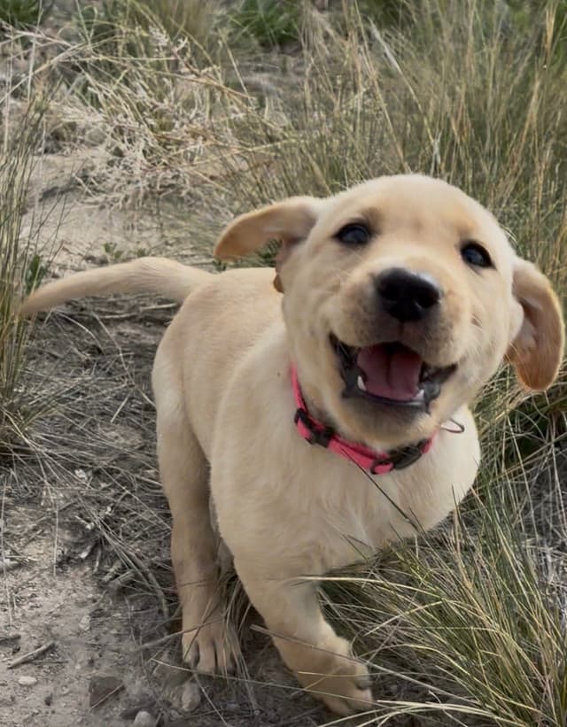 Labrador Retriever Puppies media 7