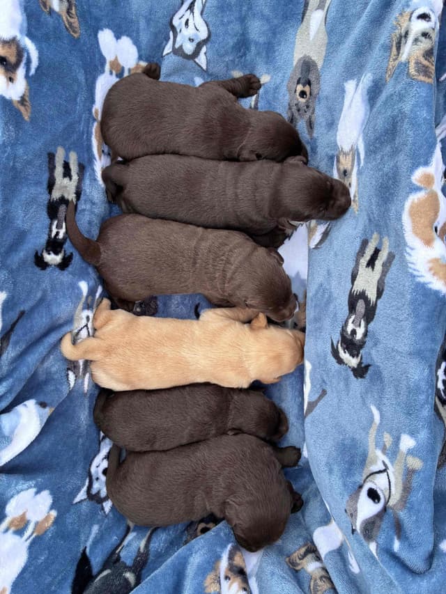 Labrador Retriever Puppies media 2