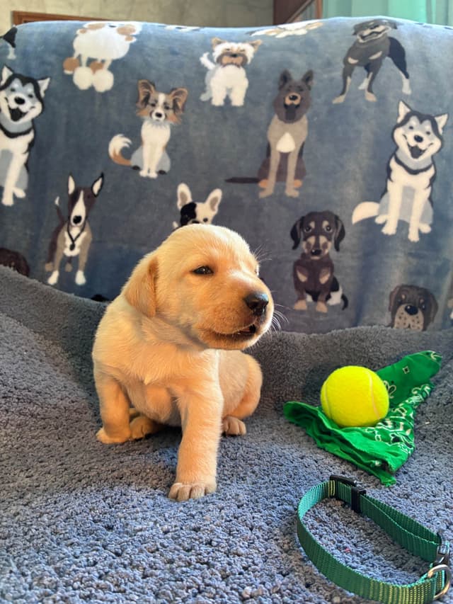 Labrador Retriever Puppies media 2