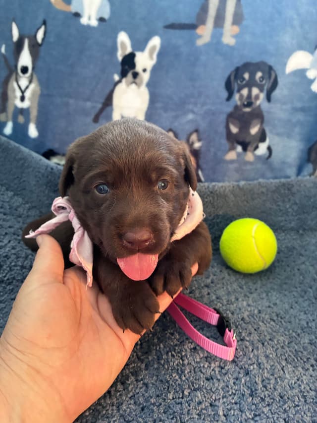 Labrador Retriever Puppies media 3
